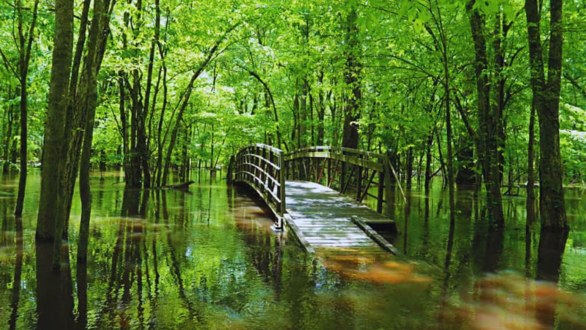 How to Get to Congaree National Park