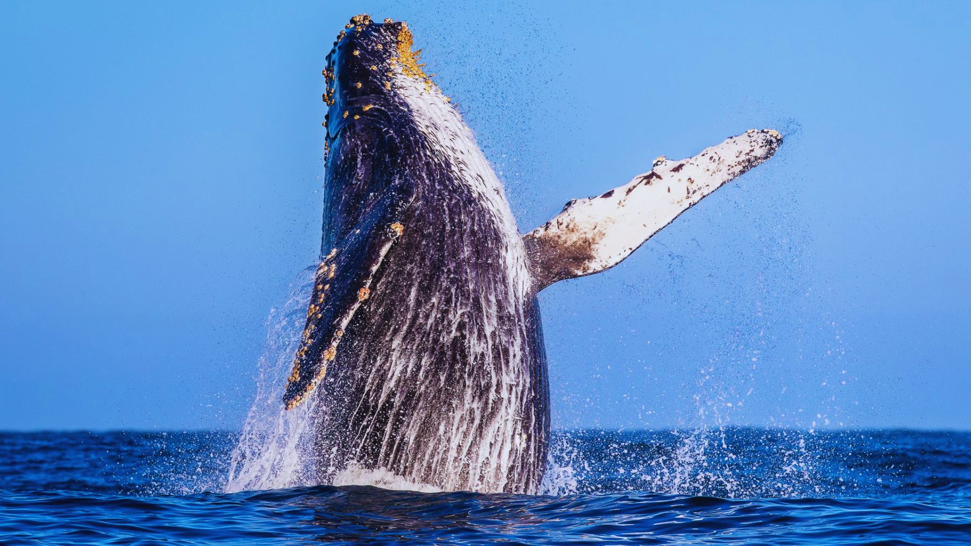 13. Wildlife Spotting Along the Coast