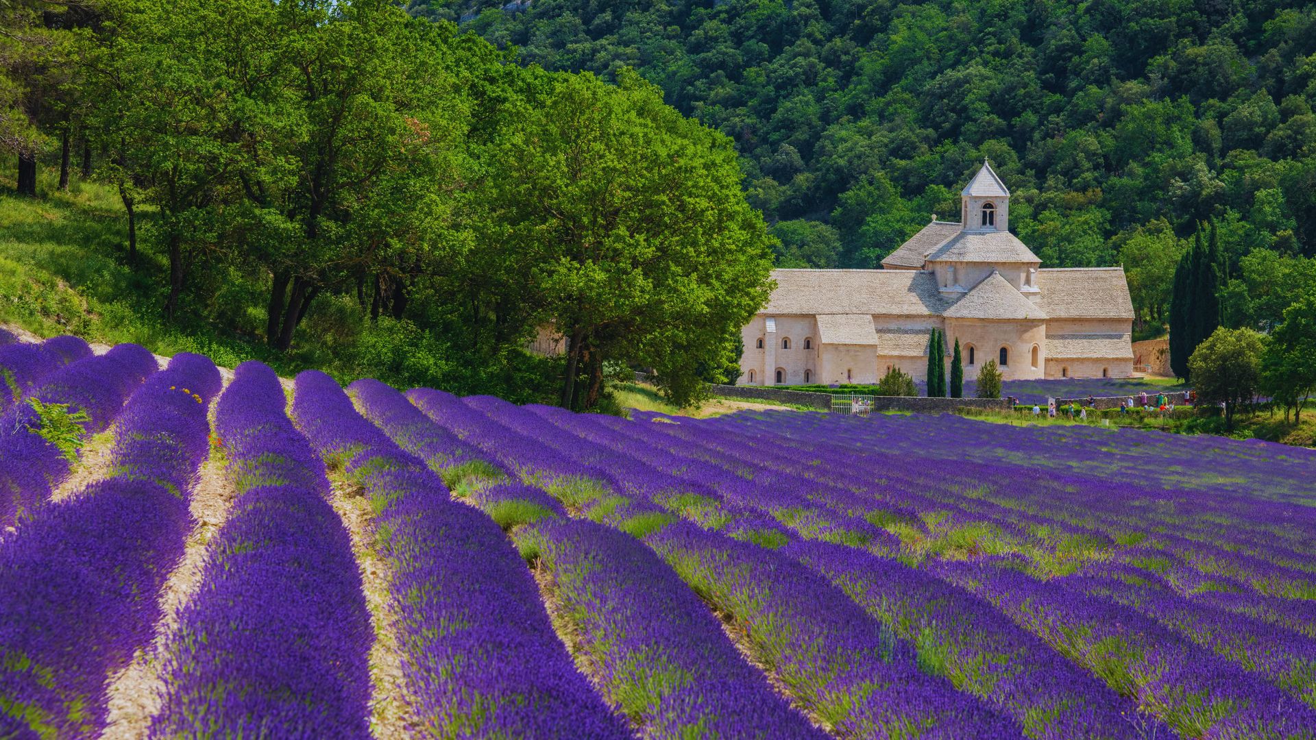 Lavender Countryside