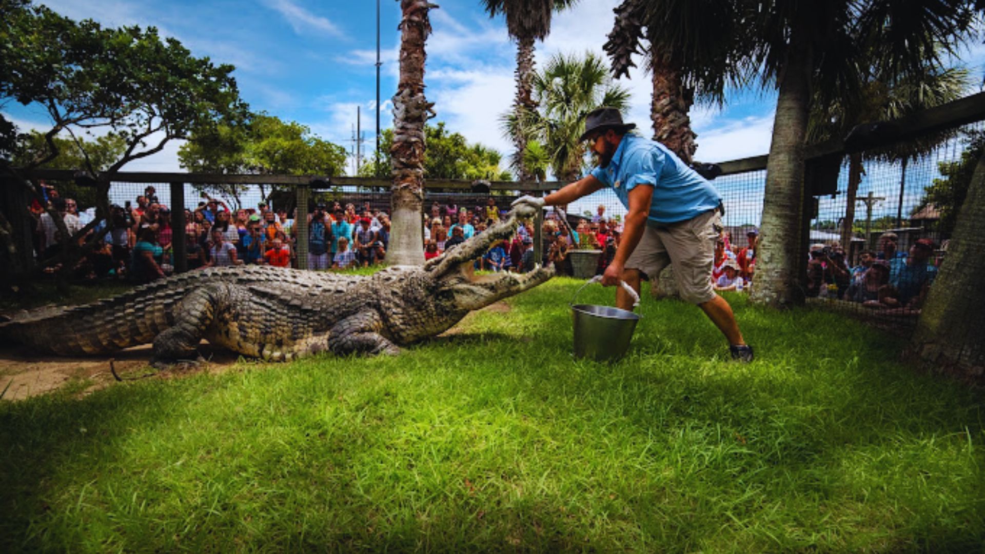 Alligator Activity