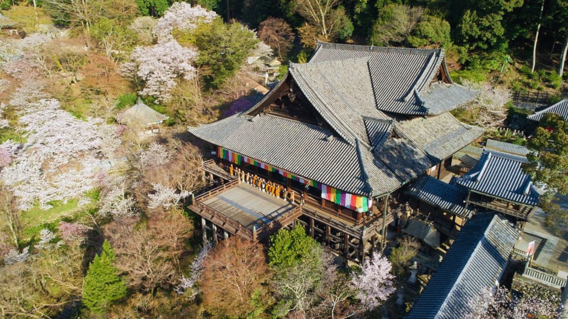 Aerial view of a Japanese temple nestled among blooming cherry trees in full spring bloom.