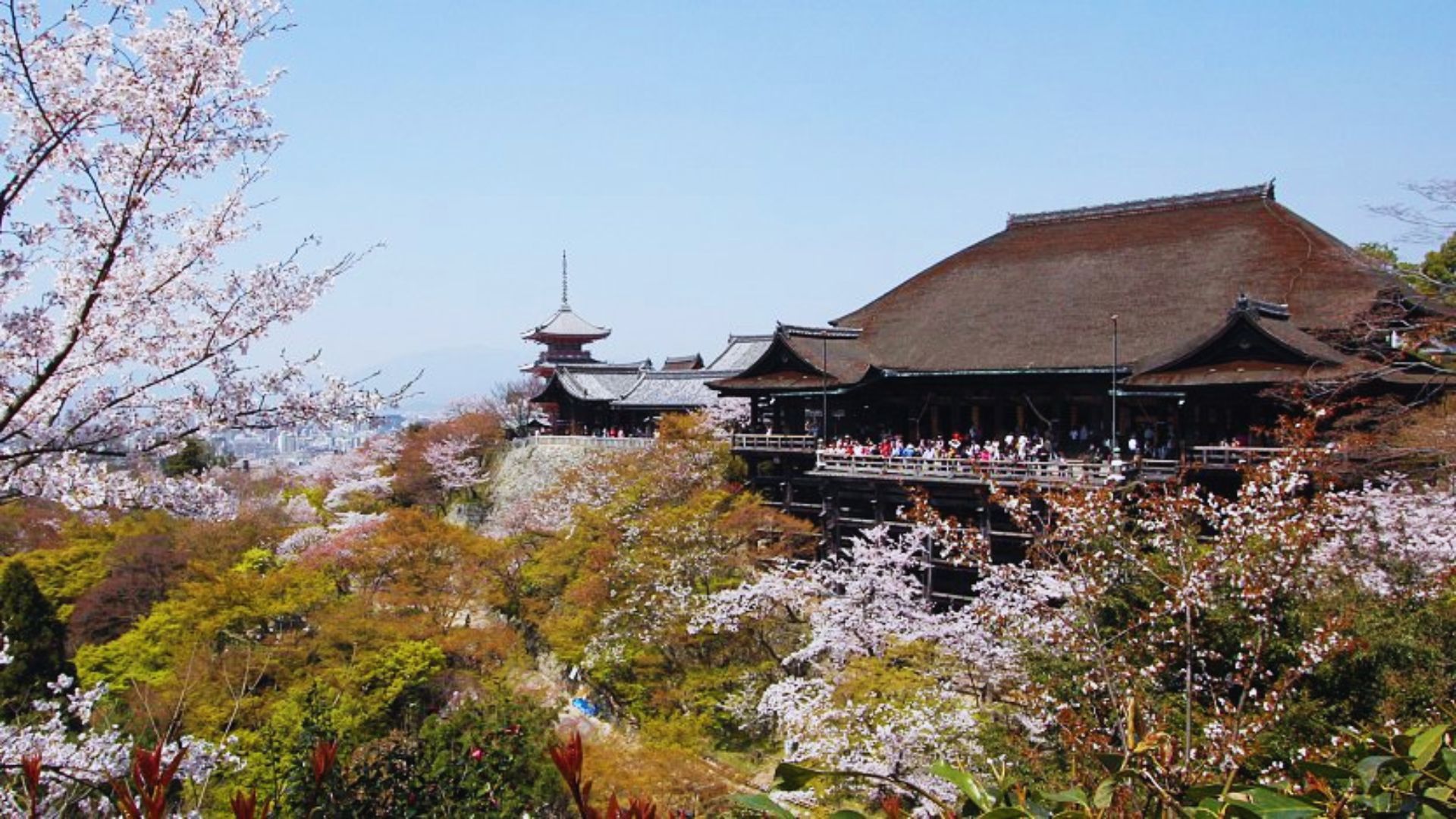 Cherry blossoms encircle a tranquil temple, enhancing the beauty of the landscape with their delicate pink petals.