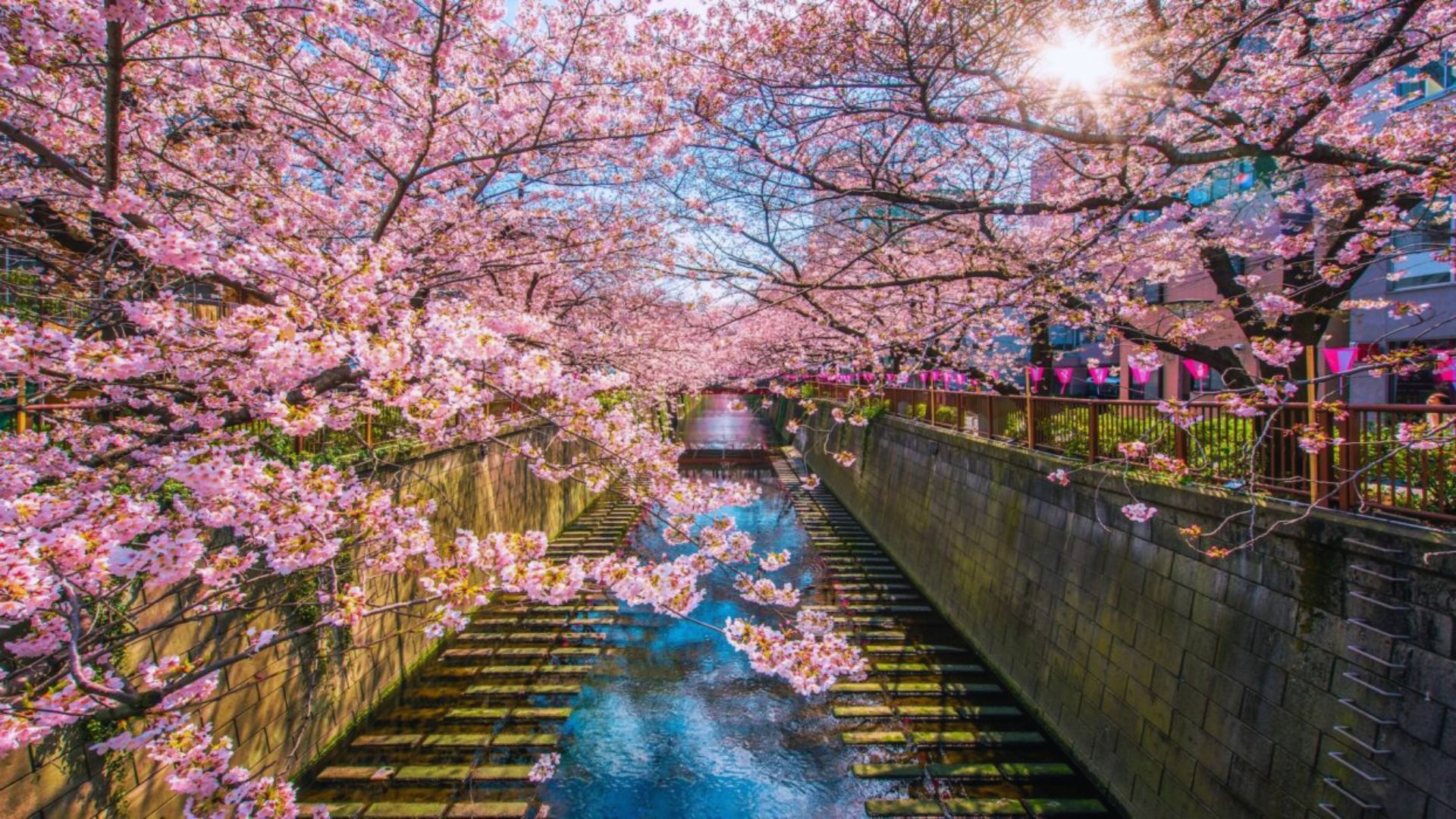 Cherry blossoms blooming in Tokyo, Japan, with city buildings in the background, showcasing spring's beauty.