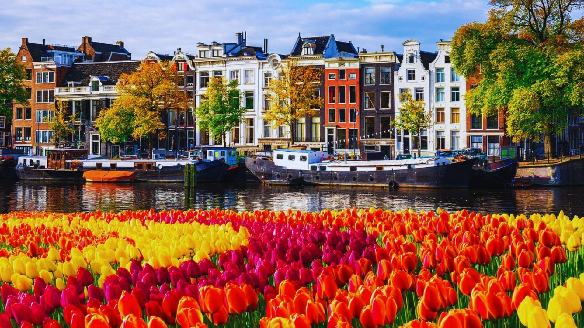 Autumn scene in Amsterdam featuring colorful tulips along a canal filled with numerous boats.