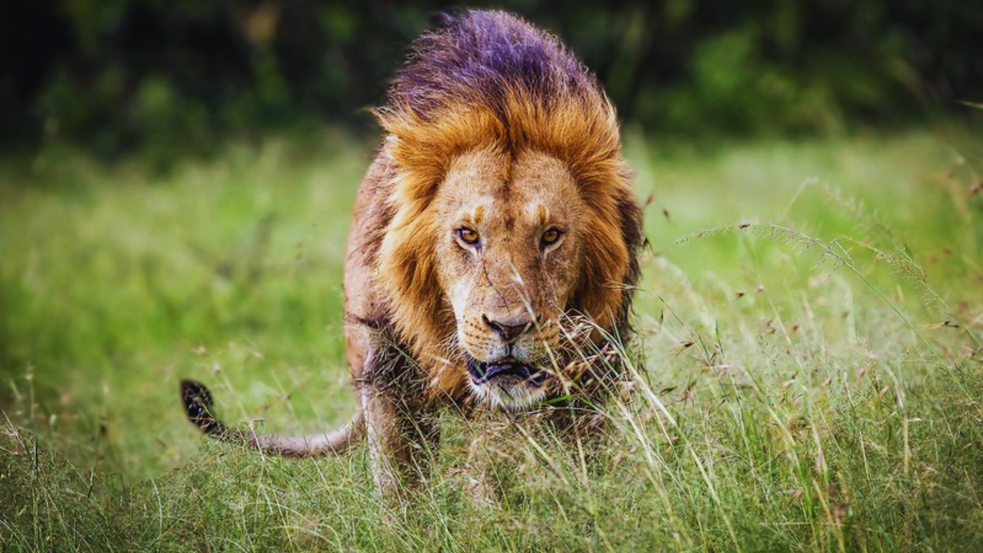 A lion strides through tall grass in the wild, showcasing its majestic presence in a natural habitat.