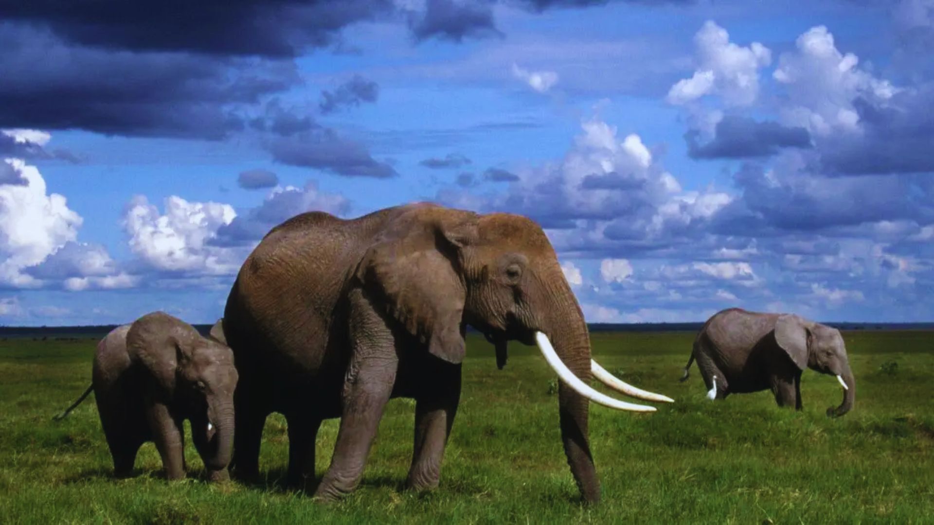 A herd of elephants roaming freely in their natural habitat, surrounded by lush greenery and open grasslands.