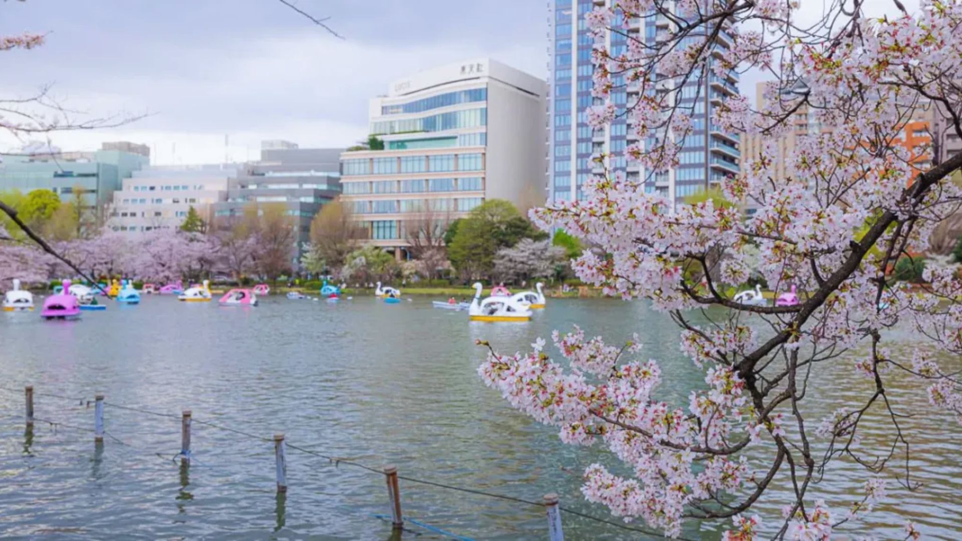 A serene lake with boats floating, surrounded by colorful flowers in the background.