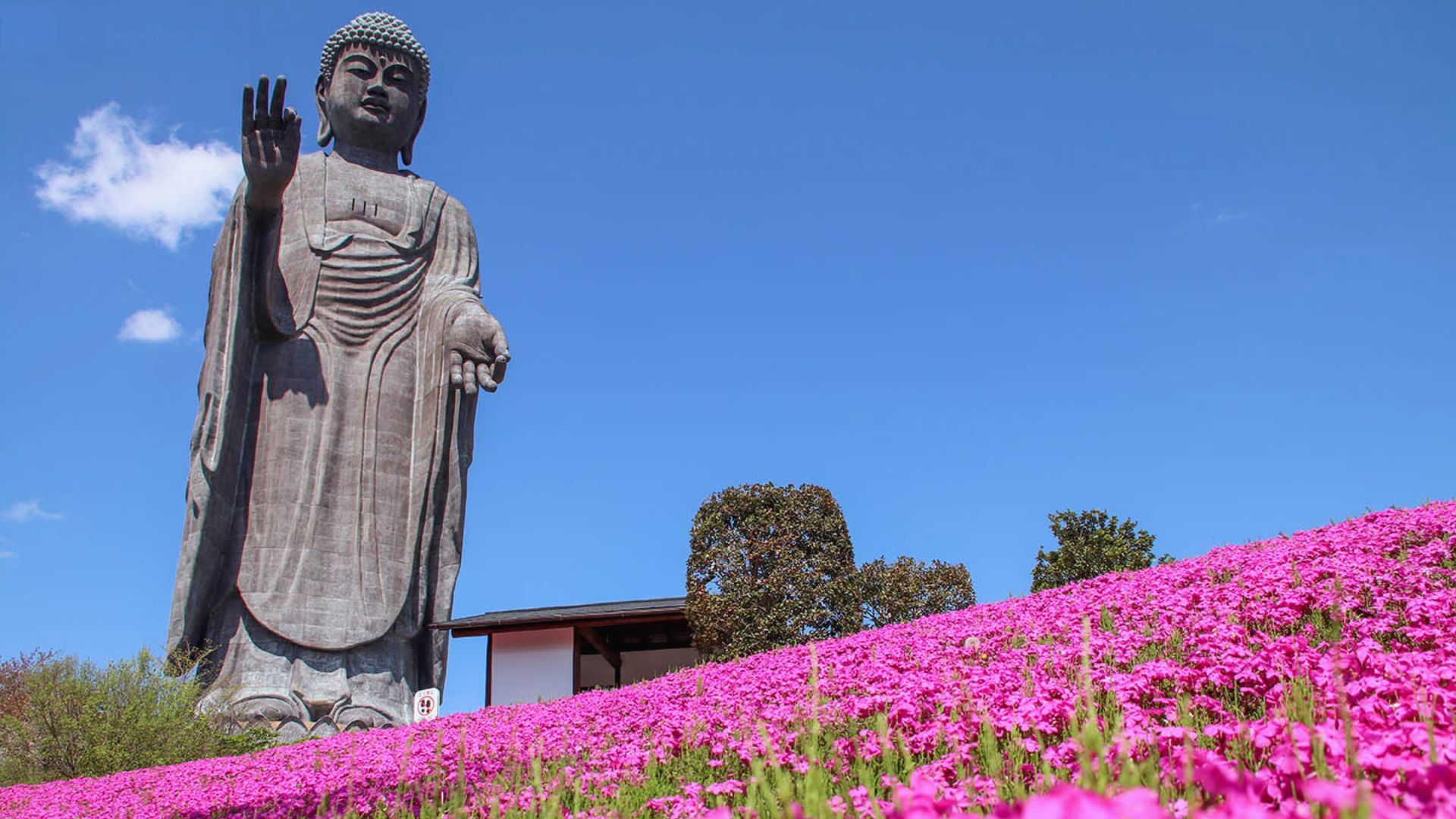 A large Buddha statue stands gracefully in front of vibrant pink flowers, creating a serene and peaceful atmosphere.