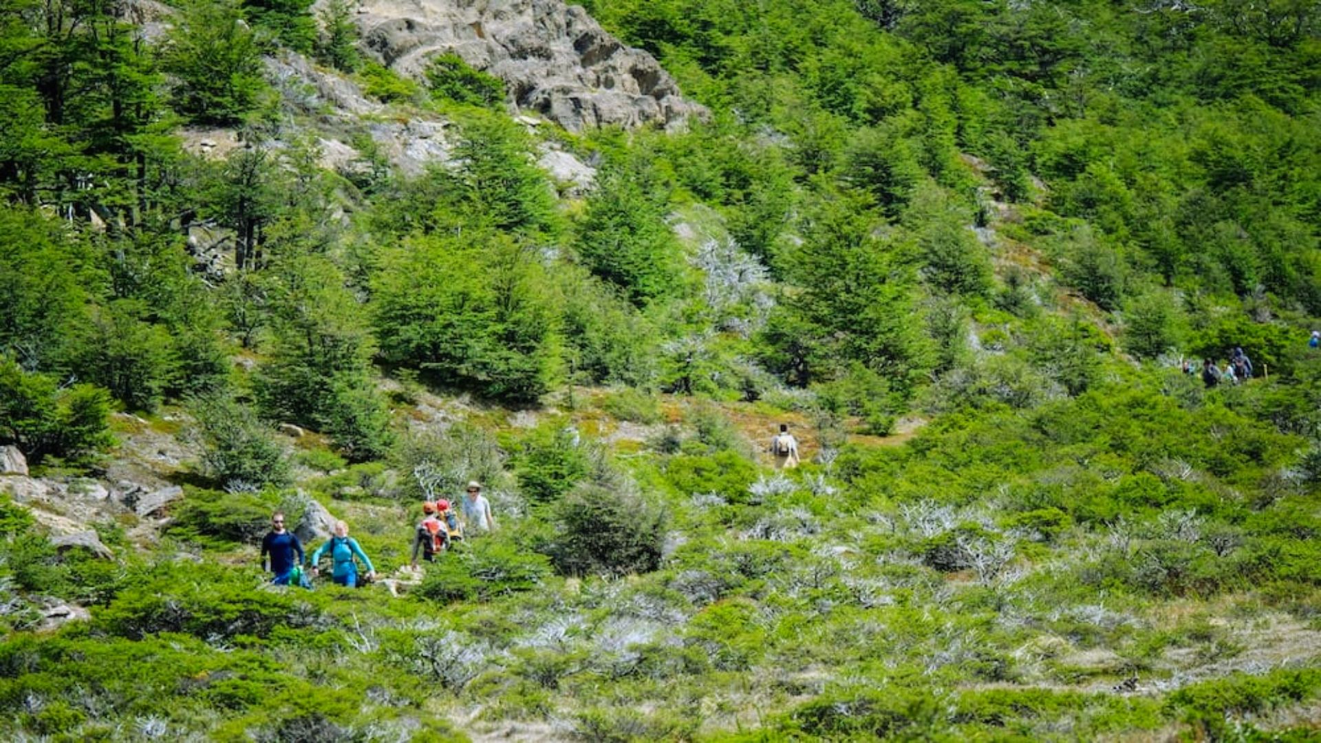 People hiking up a mountain trail surrounded by trees and bushes, enjoying the natural scenery.