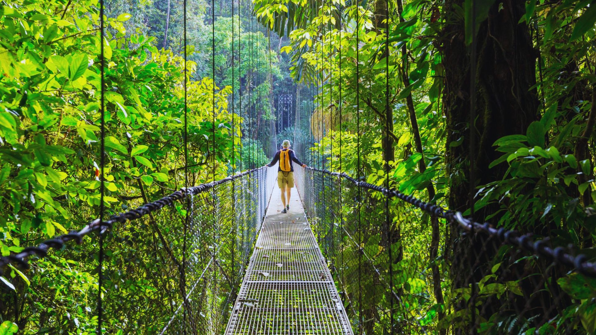 A person walks across a suspension bridge surrounded by lush jungle foliage.