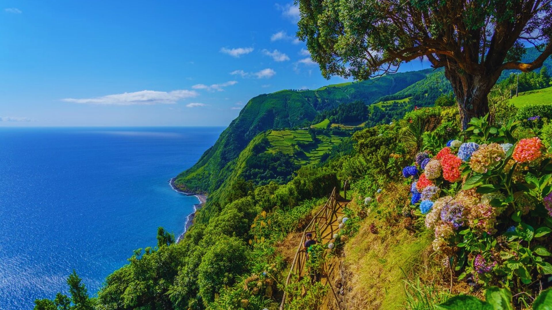 Vibrant flowers blooming along the coastal landscape of Galicia, Portugal, showcasing natural beauty and scenic views.