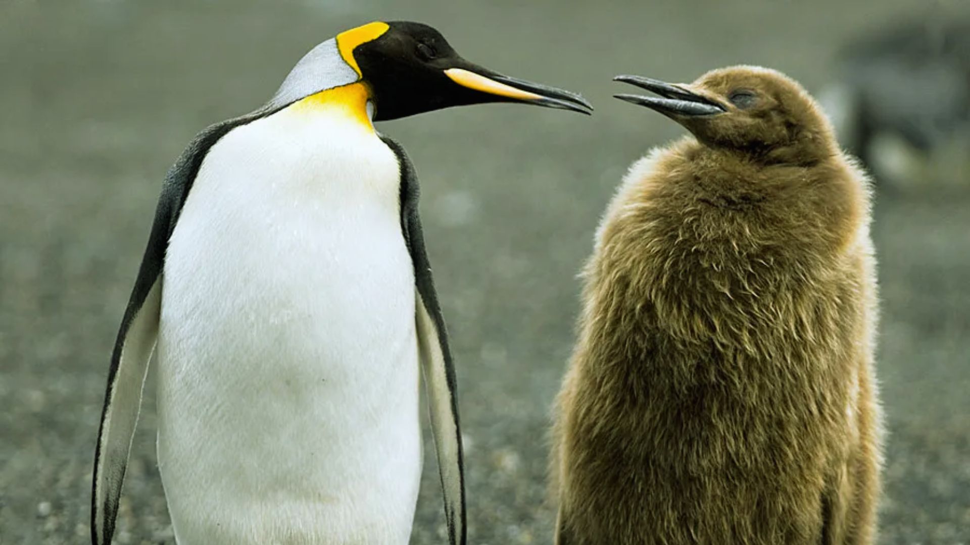 King Penguins