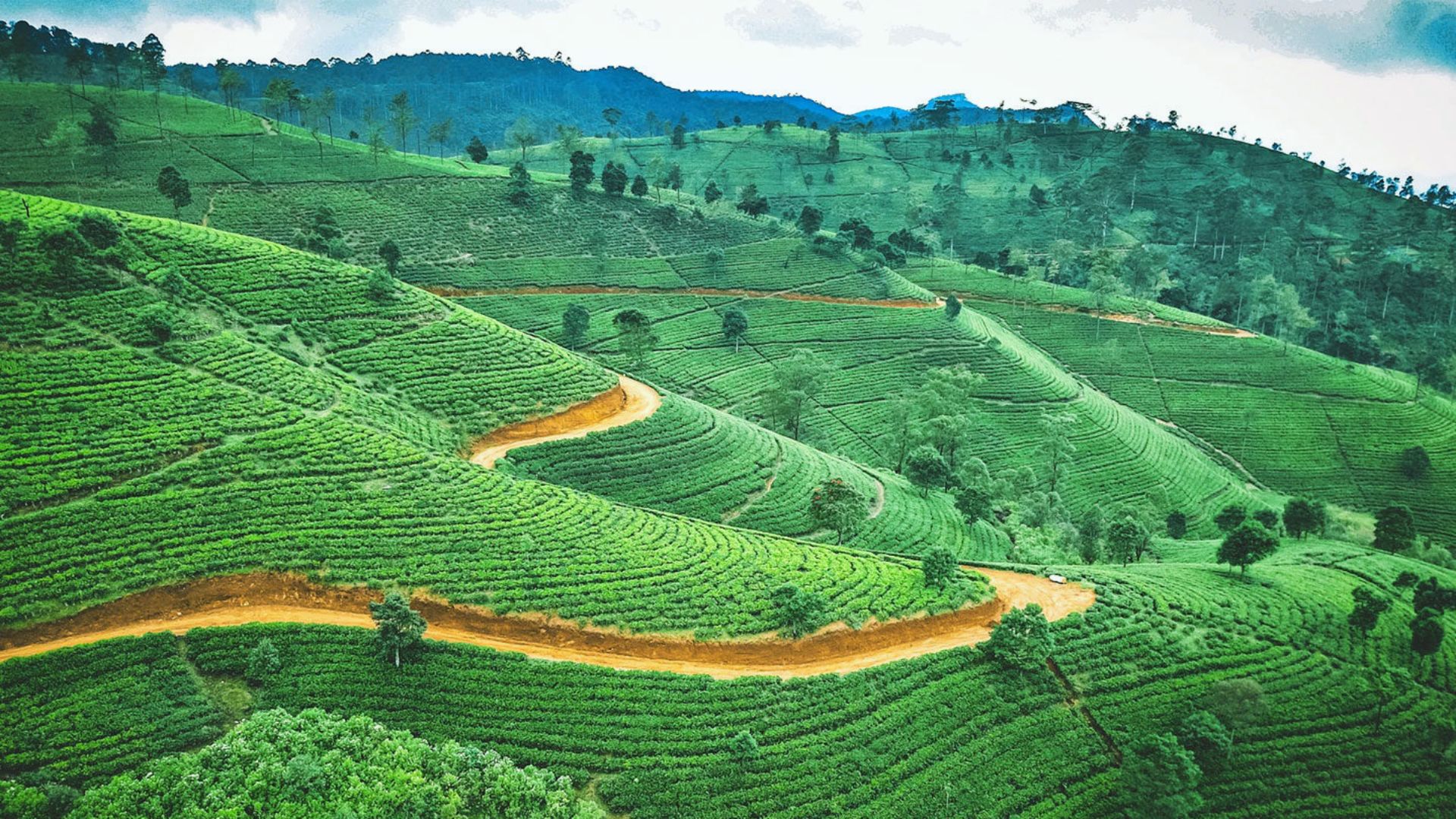 Lush green tea plantations in Sri Lanka, with rolling hills and neatly arranged tea bushes under a clear blue sky.