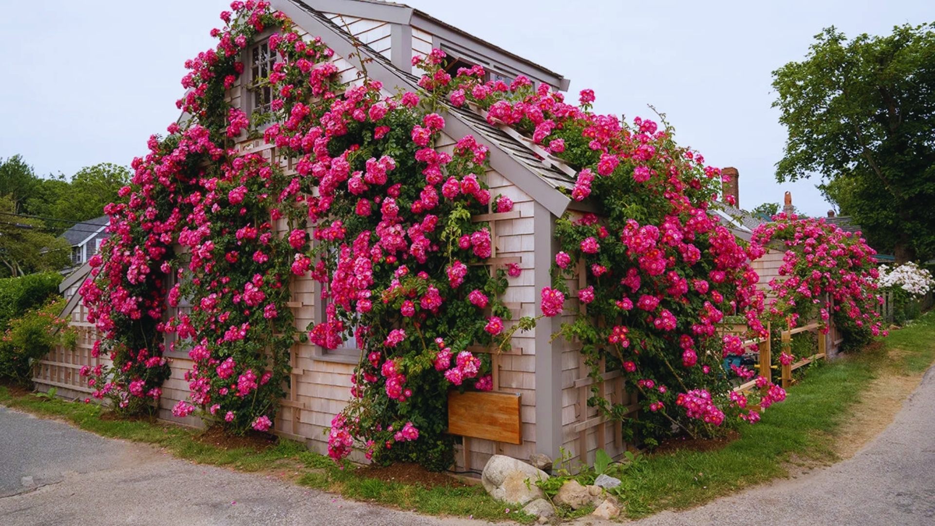 A house adorned with vibrant pink flowers climbing its exterior, creating a charming and colorful appearance.