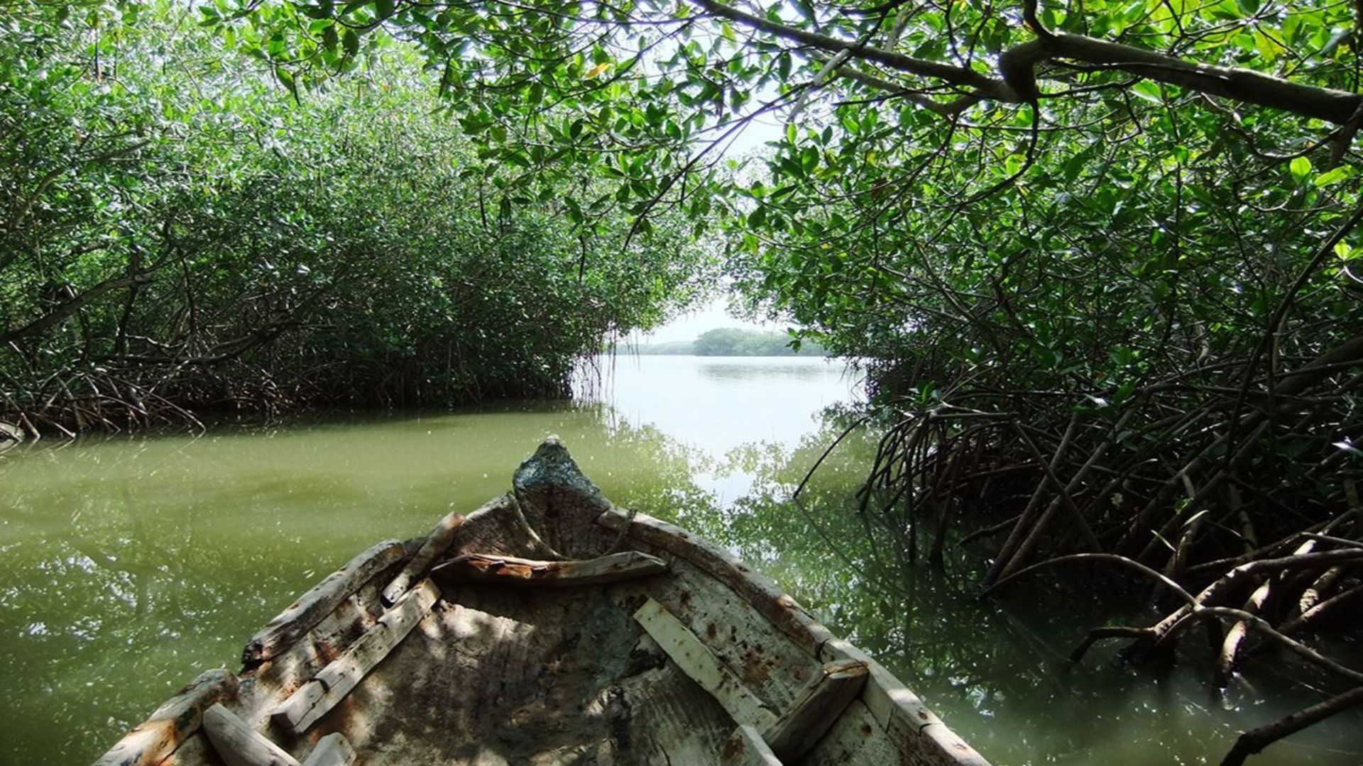 A boat navigates through a dense mangrove forest, surrounded by lush greenery and tranquil waters.