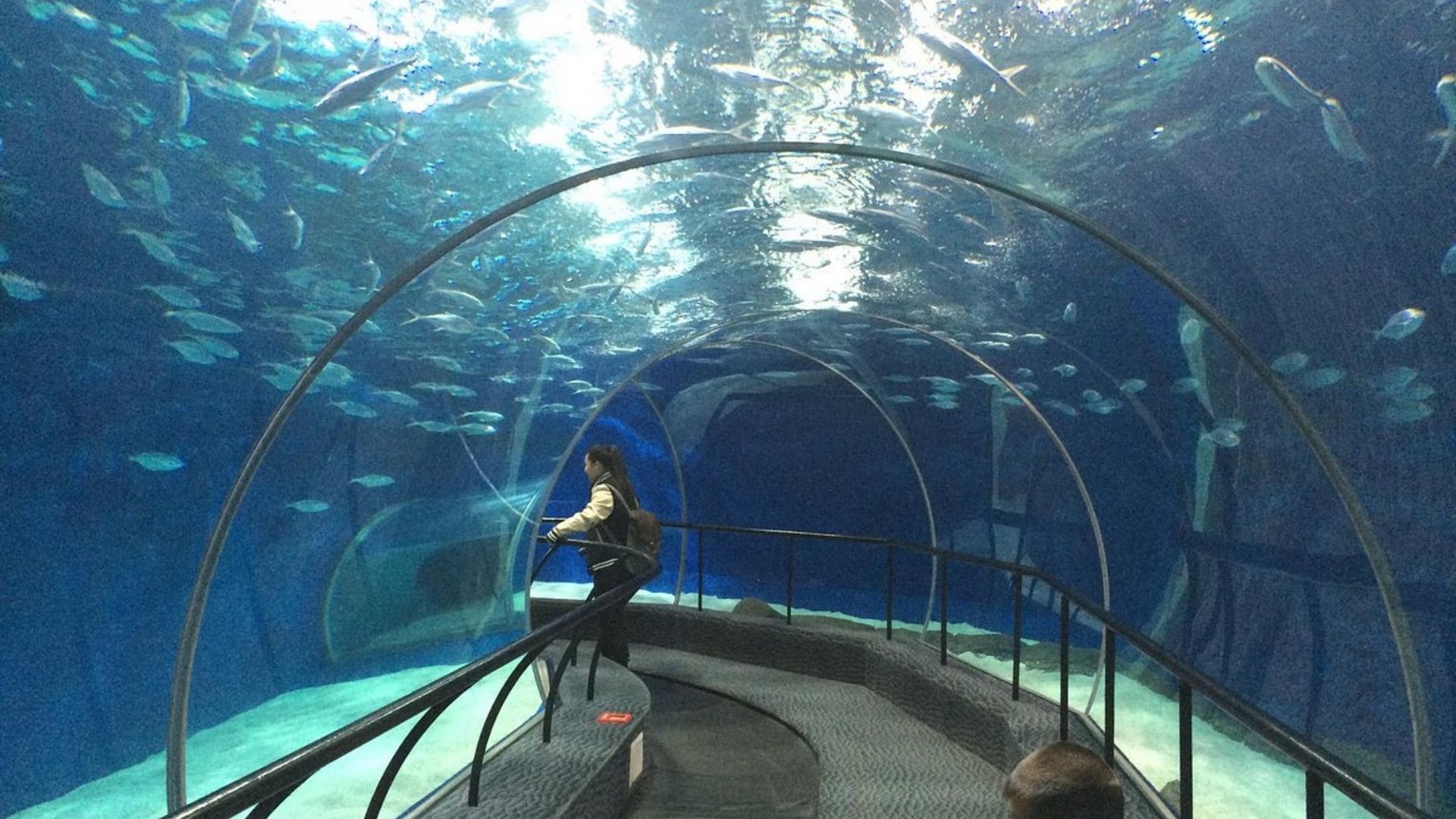 A man walks through a tunnel surrounded by large aquarium tanks filled with various fish and marine life.
