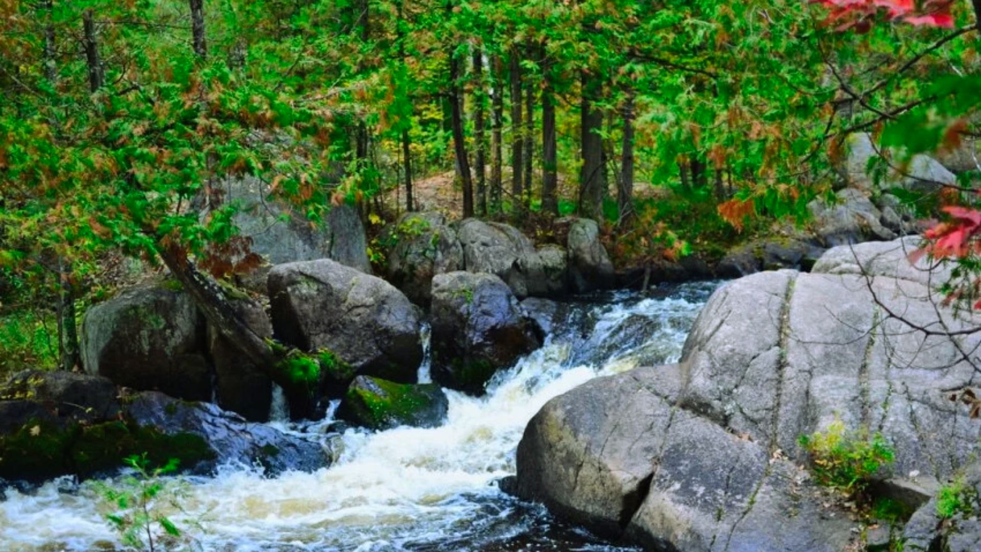 A serene forest scene with a flowing stream cascading over rocks, surrounded by lush green trees and some vibrant red leaves, conveying a sense of tranquility.