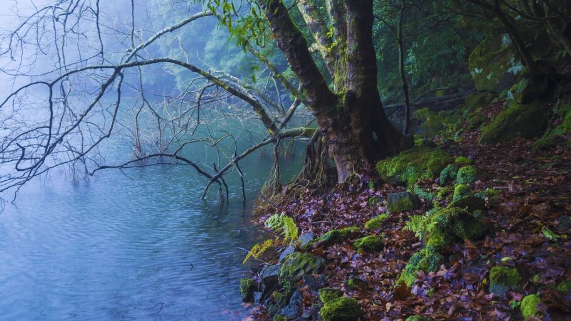 A solitary tree stands beside a foggy river, creating a serene and mysterious landscape.