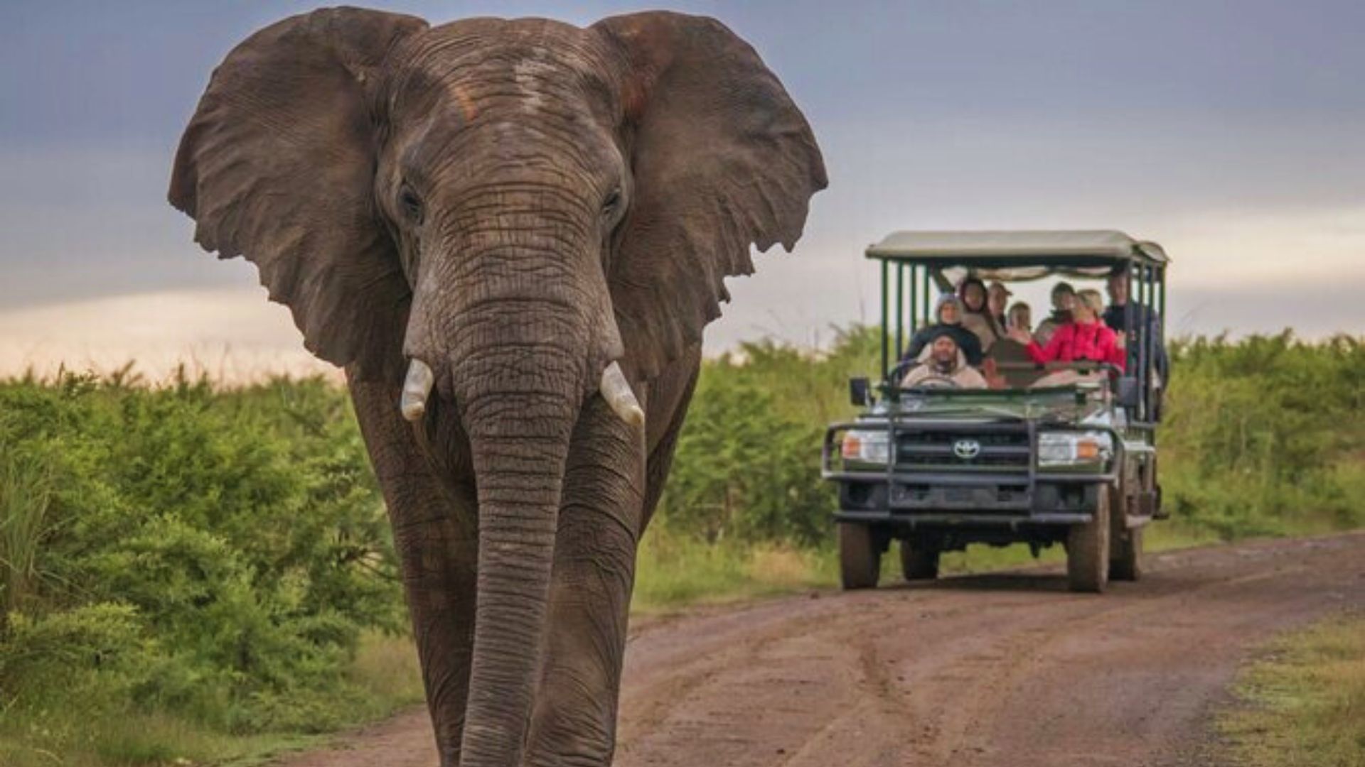 A large elephant walking along a dirt road, with a jeep and people observing nearby.