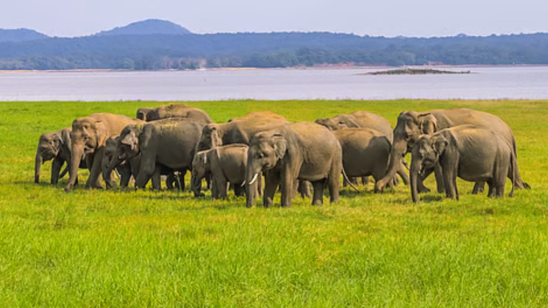A herd of elephants walking gracefully across a lush green field under a clear blue sky.
