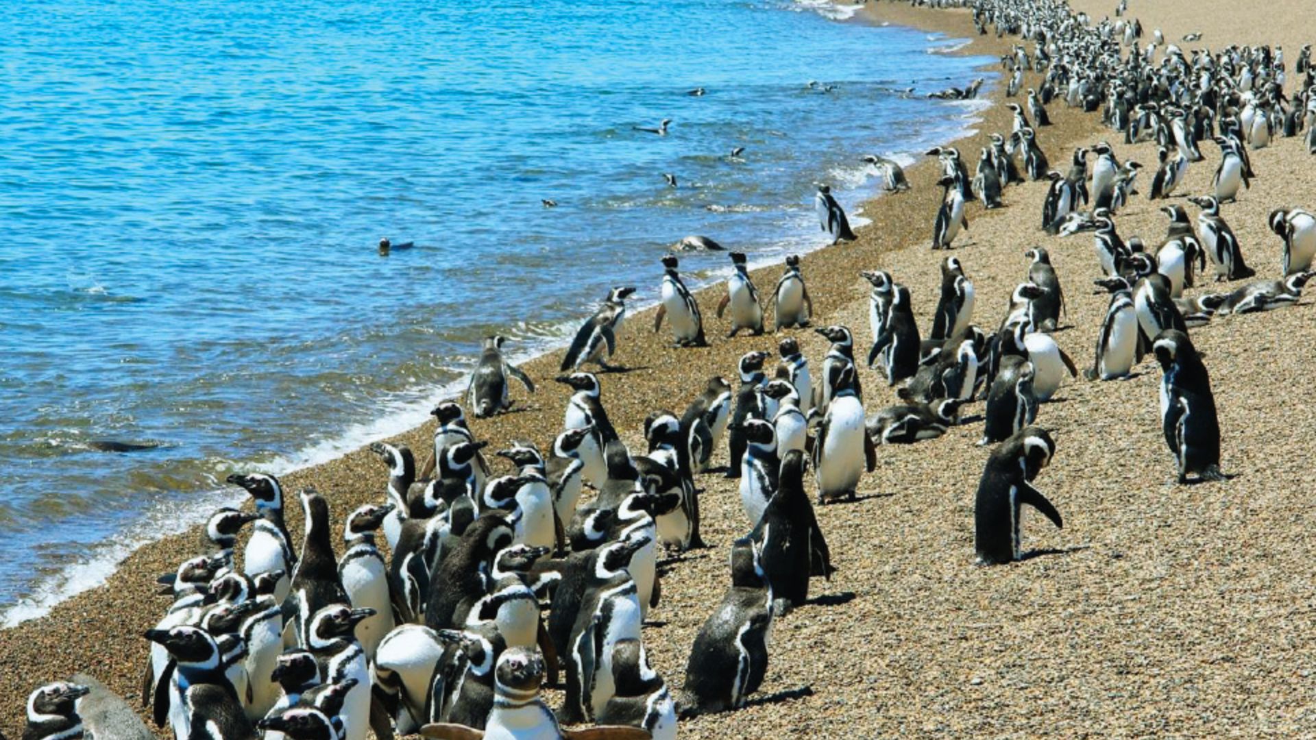 San Lorenzo Colony, Peninsula Valdés