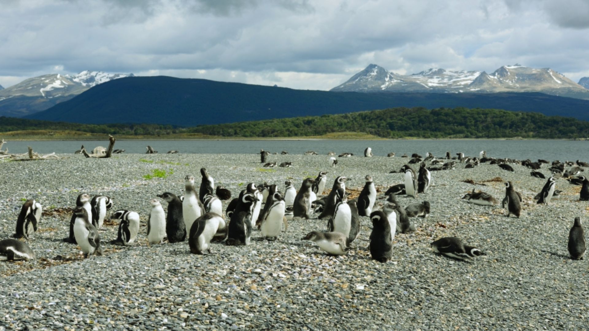 Martillo Island, Tierra del Fuego