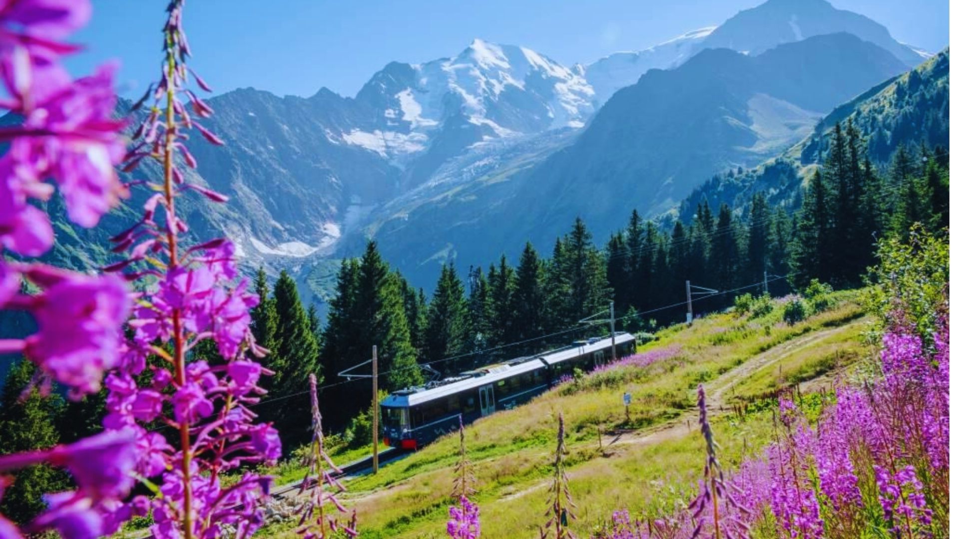 A train travels through mountainous terrain, surrounded by vibrant purple flowers in the foreground.