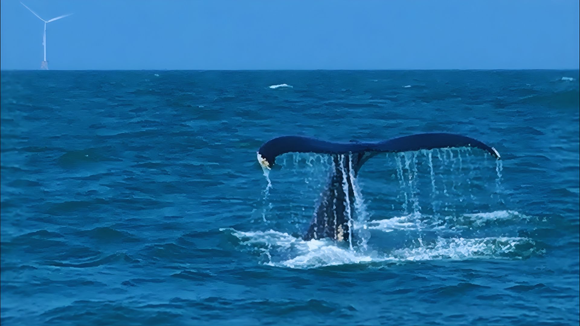 A whale flaps its tail in the ocean, with a wind turbine visible in the background.