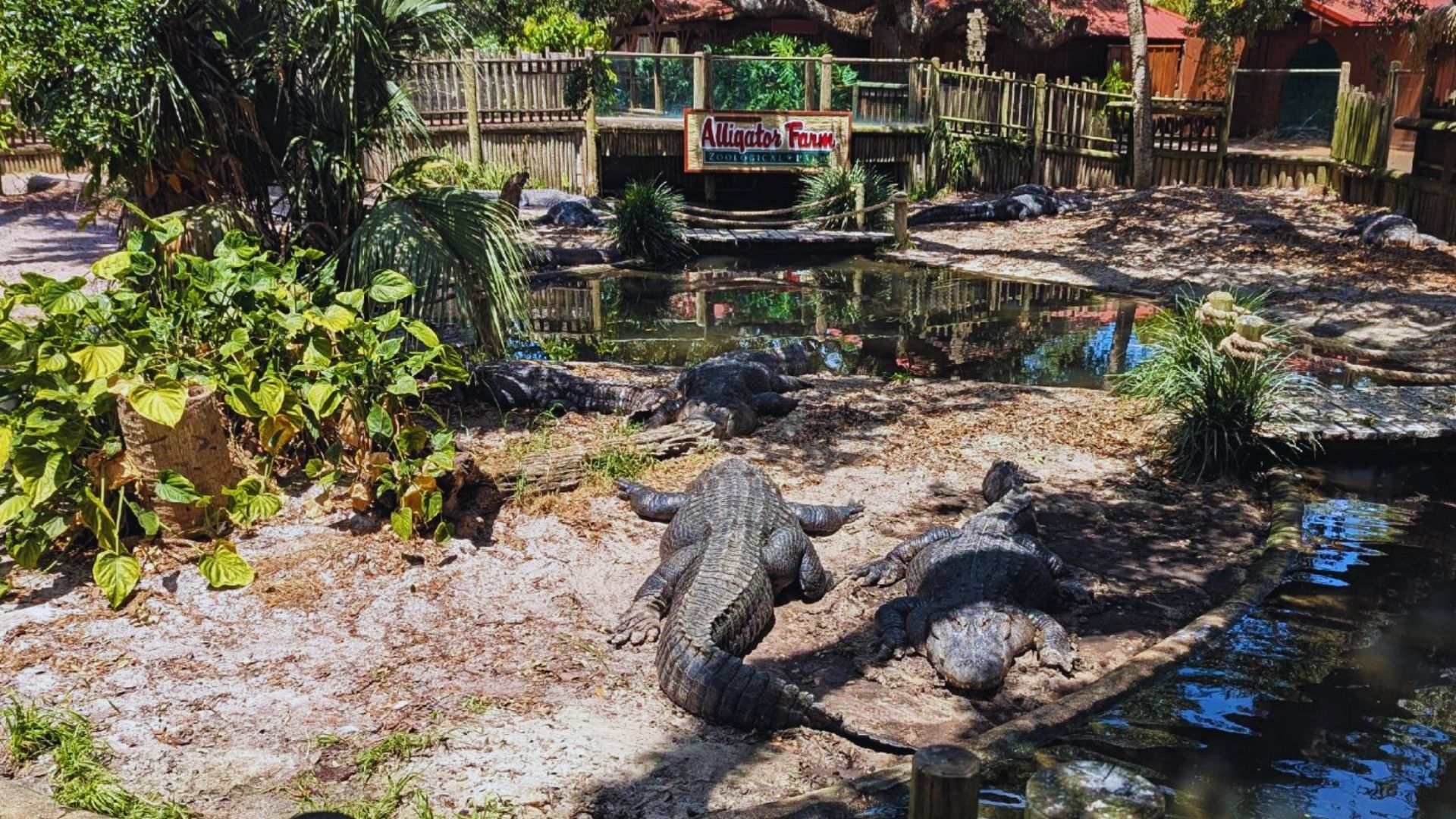 Alligators resting in their enclosure at the zoo, surrounded by water and greenery.