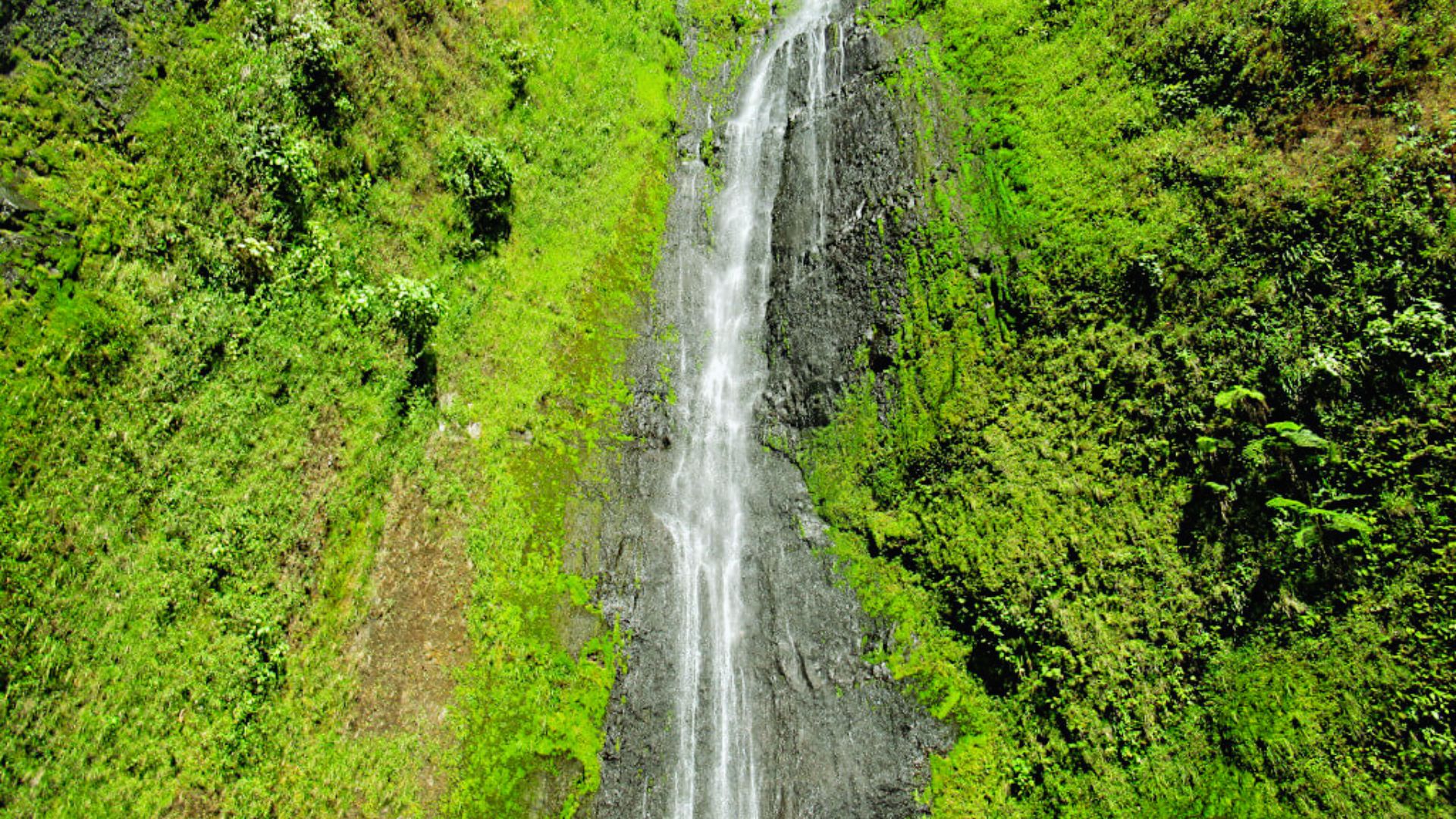 A slender waterfall cascades down a dark, rocky cliff surrounded by lush, vibrant green vegetation. The scene exudes a serene, natural beauty.