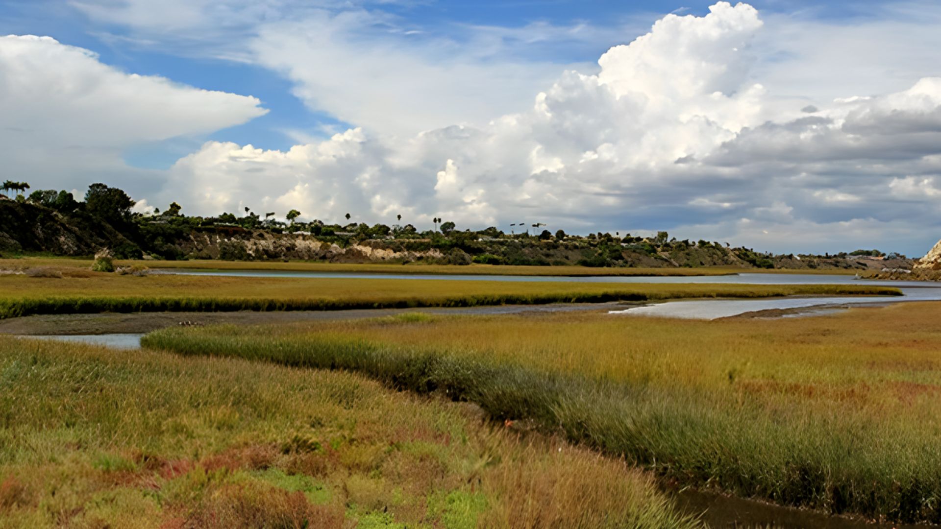 A marshy landscape featuring tall grass and standing water, creating a natural habitat for wildlife.