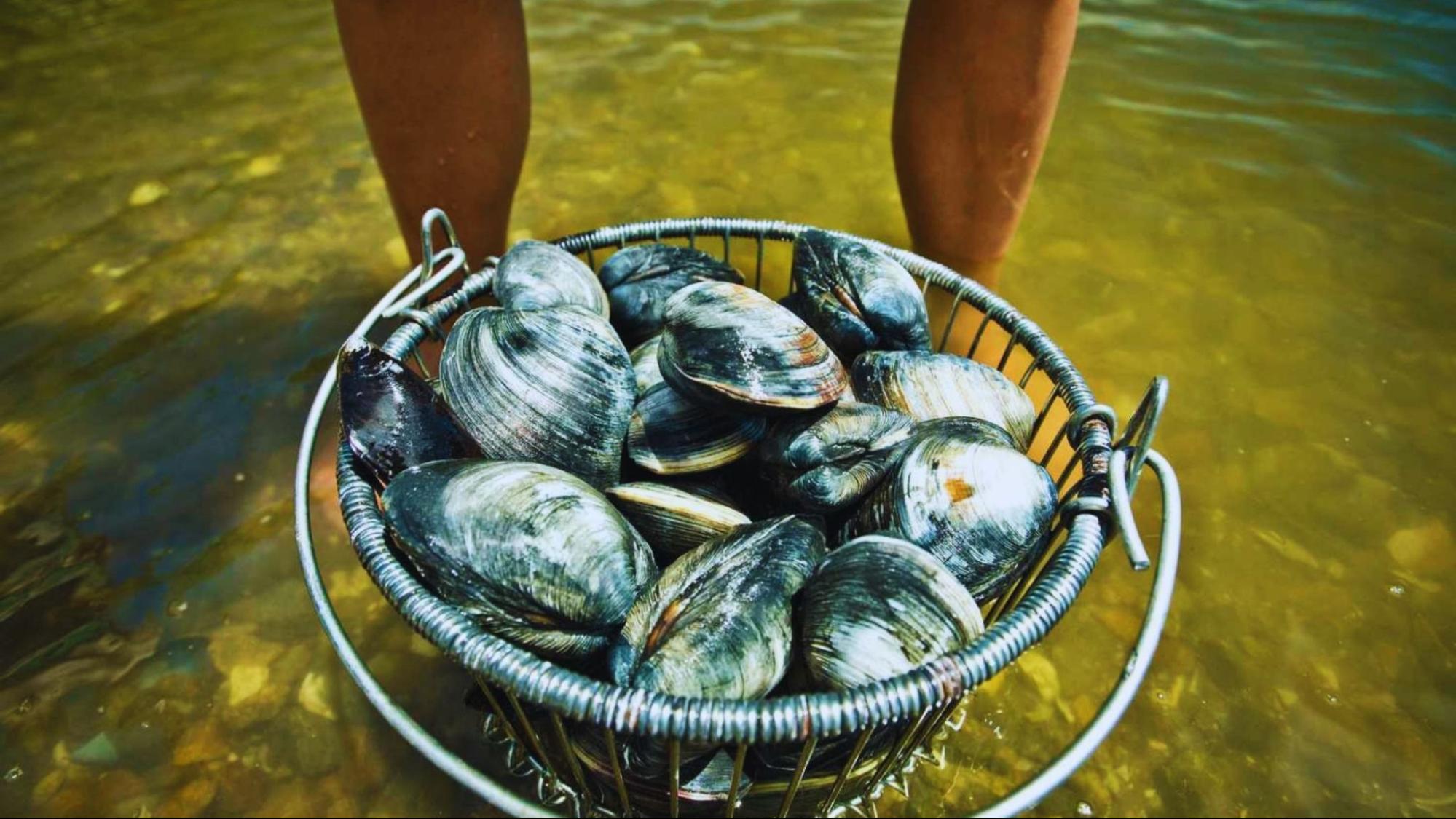 A person in shallow water carries a basket overflowing with mussels, showcasing a seafood harvest.