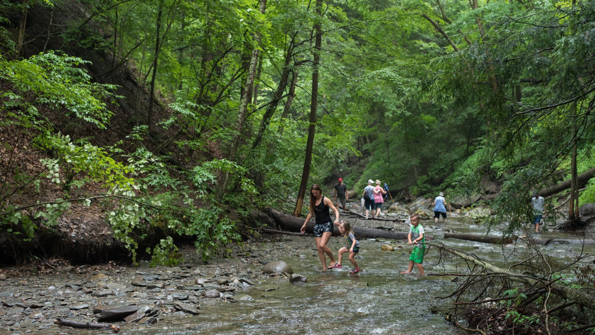 A group of people walking along a serene creek surrounded by lush greenery in the woods.