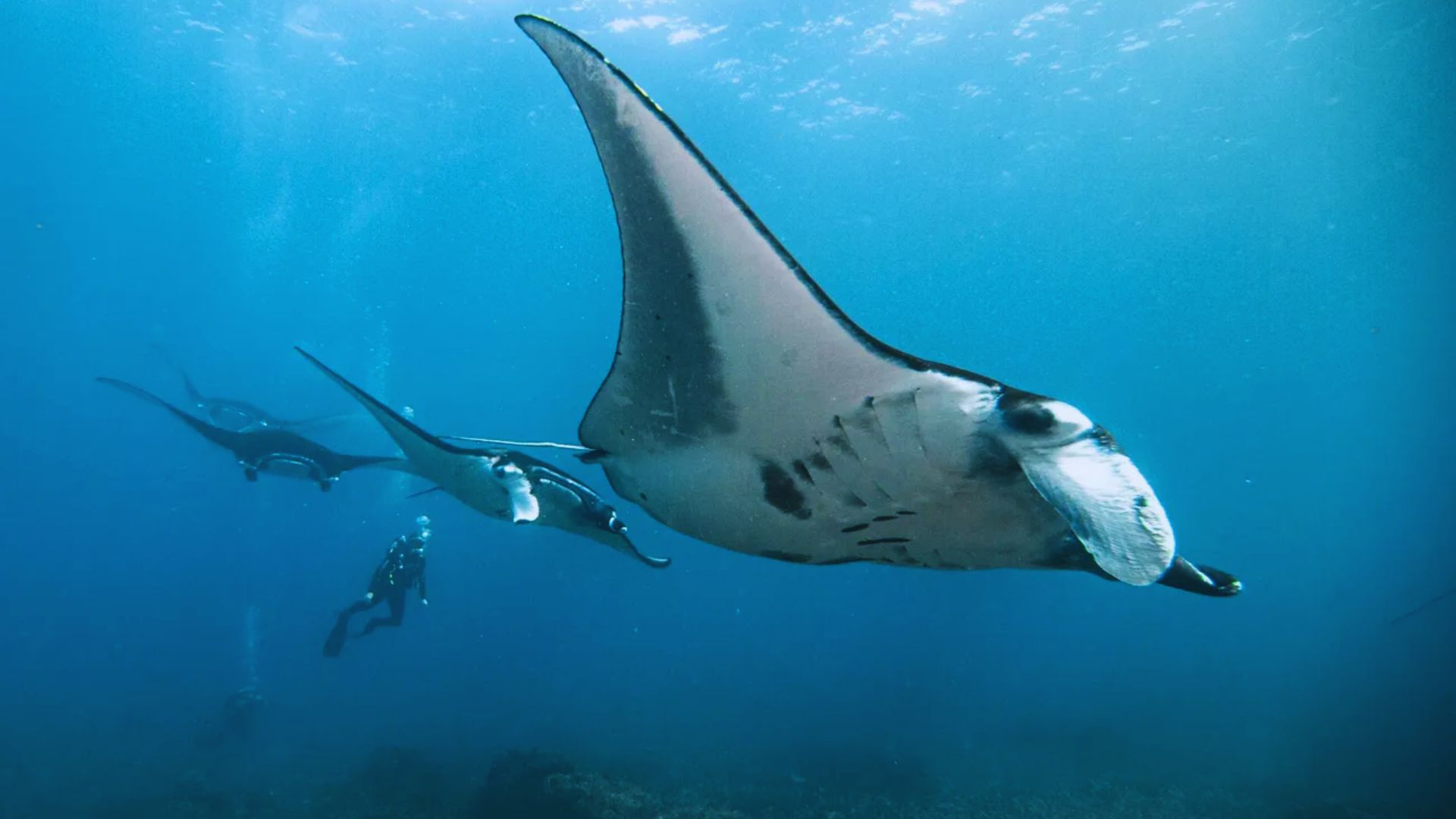 A group of graceful manta rays glides through clear blue ocean waters, accompanied by scuba divers. The scene conveys tranquility and awe-inspiring beauty.