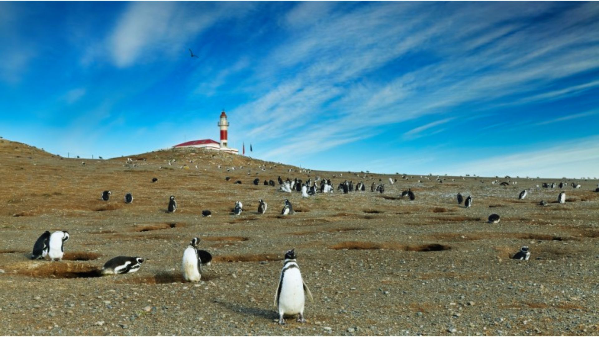 Isla Magdalena