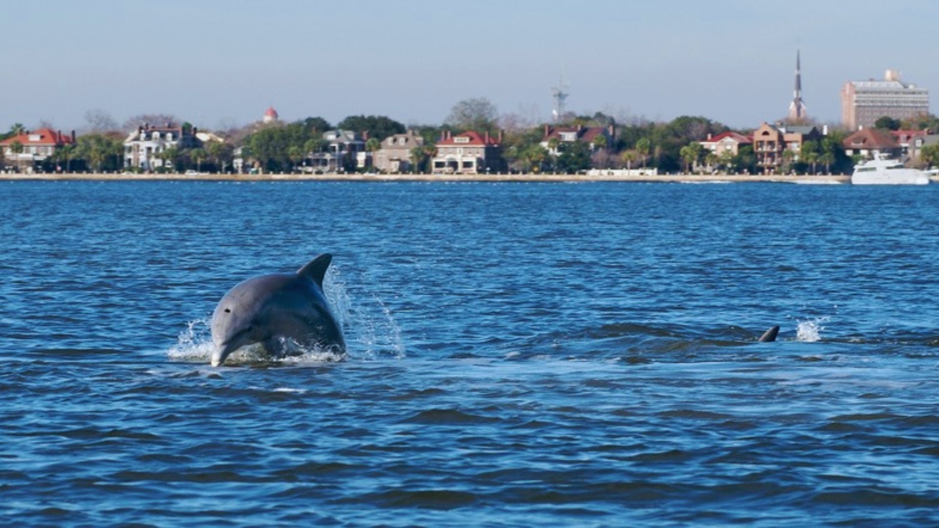 Go on a Dolphin-Watching Cruise