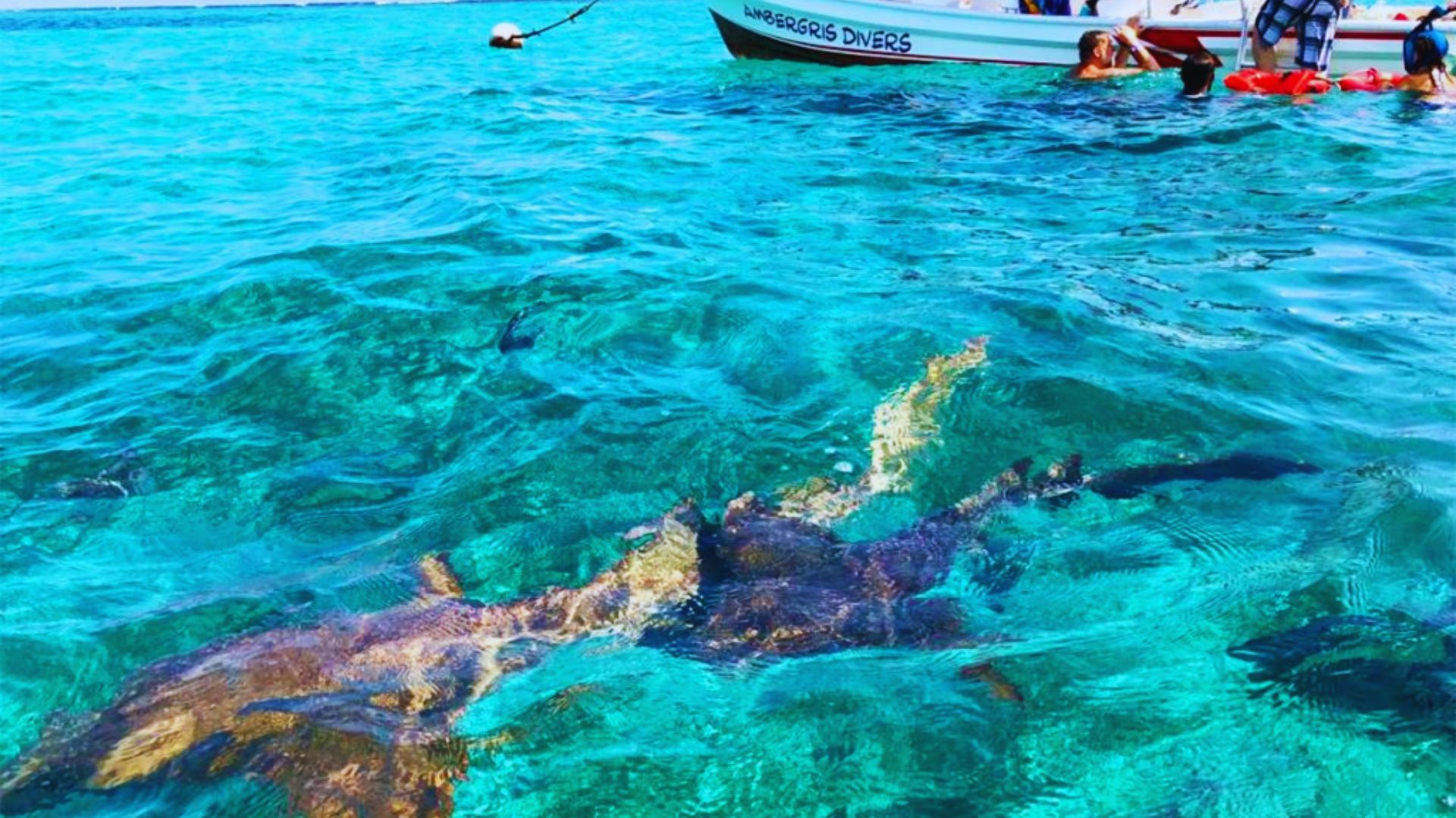 Visit Shark Ray Alley