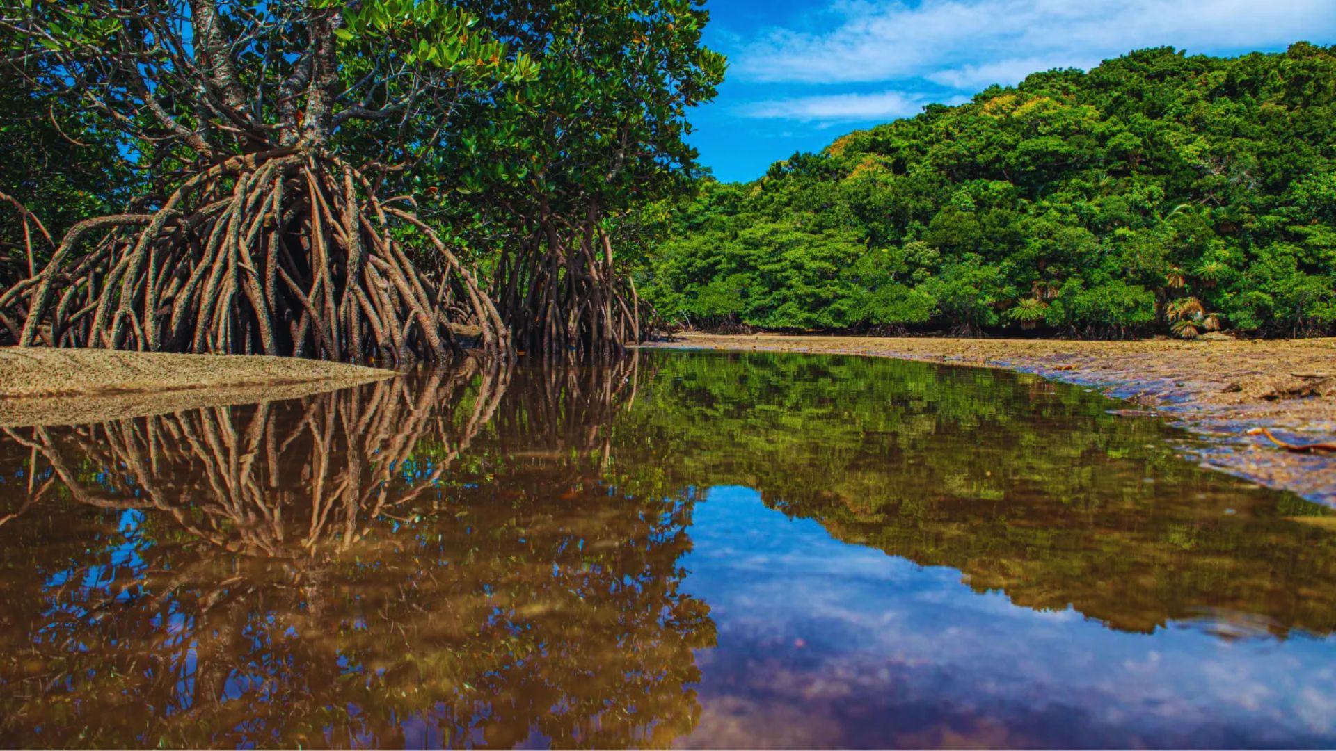 Mangrove trees rise from the water under a clear blue sky, creating a serene coastal landscape.