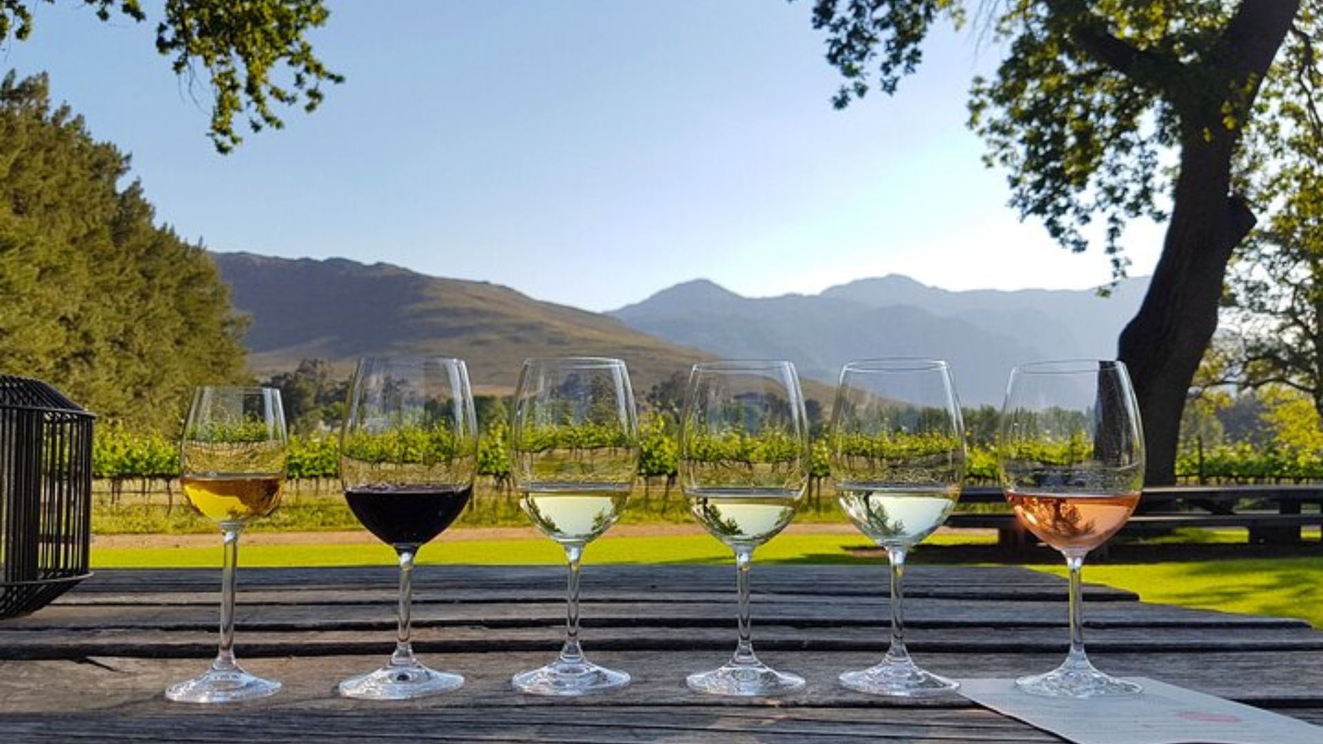 Guests enjoying a wine tasting experience among the lush vineyards of Stellenbosch, surrounded by scenic hills.