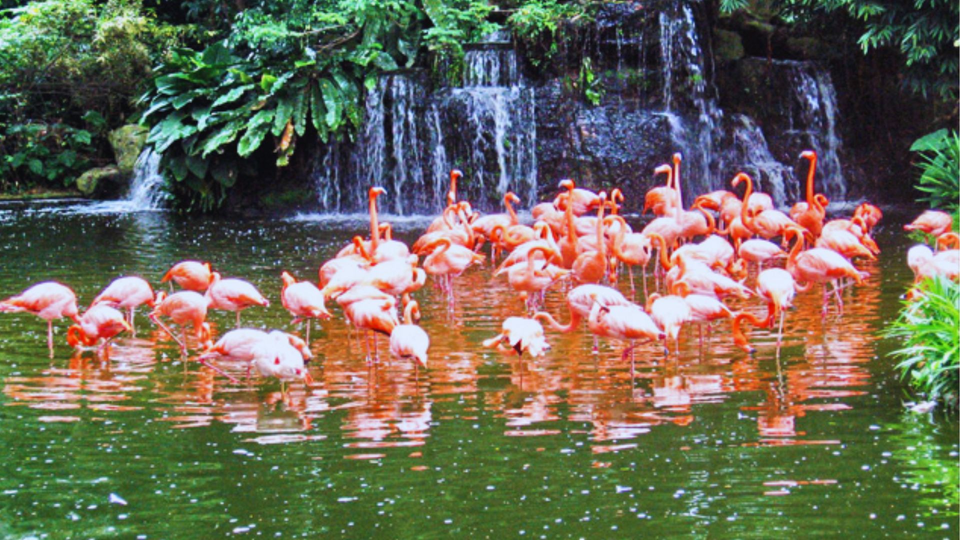 A flock of flamingos wades in a pond beside a cascading waterfall, surrounded by lush greenery.