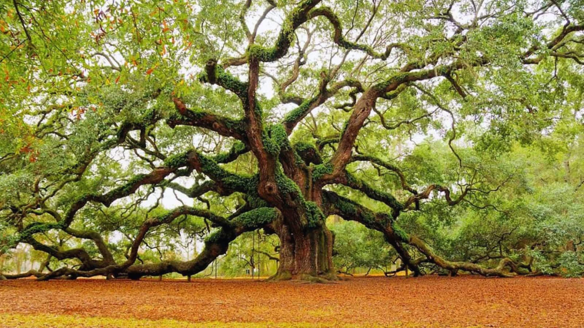Majestic Angel Oak tree in Charleston, SC, showcasing its sprawling branches and lush green leaves against a clear sky.