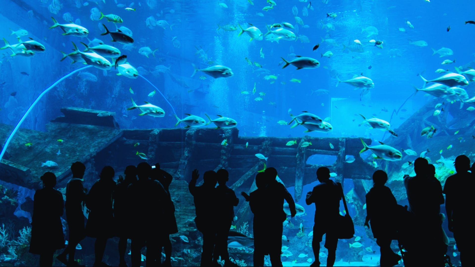A group of people stands in front of a large aquarium, observing colorful fish swimming inside.