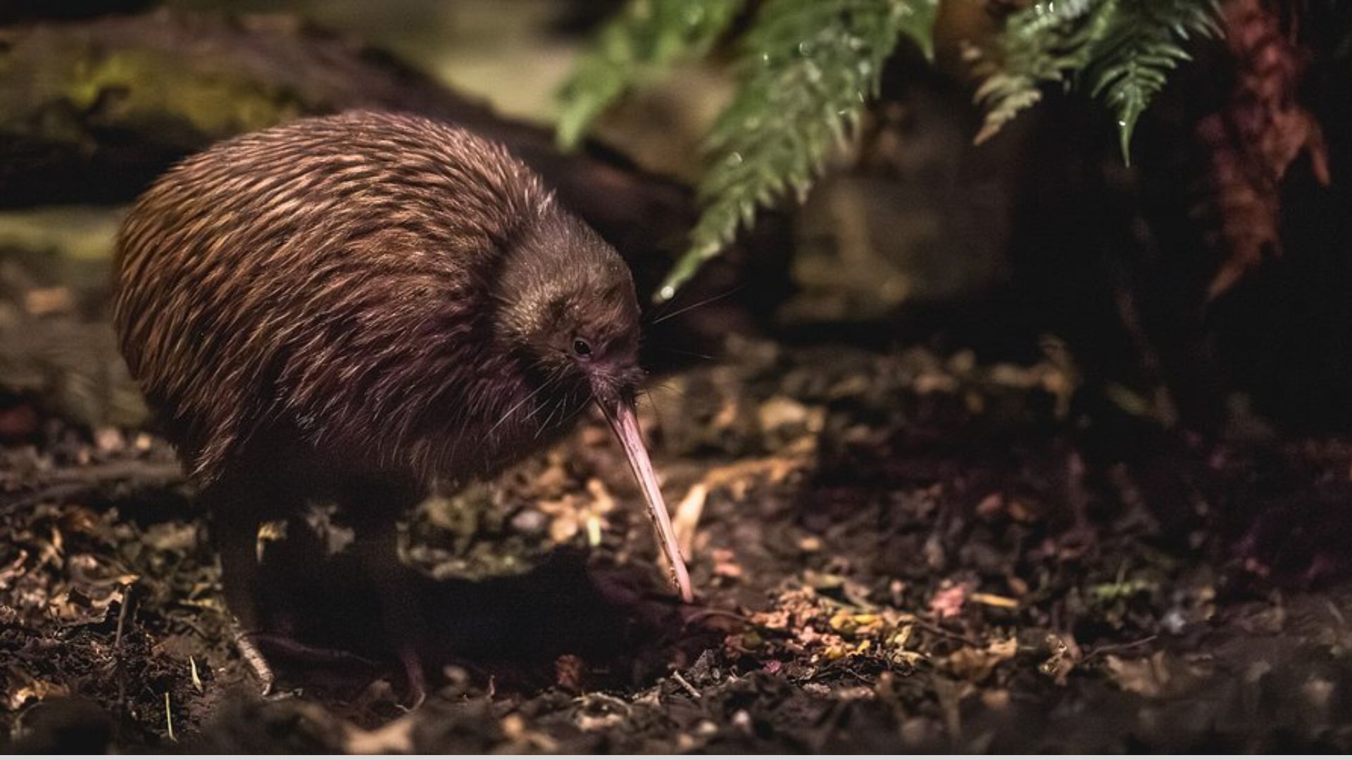A kiwi bird standing on the ground at the New Zealand zoo, surrounded by lush greenery and natural habitat.
