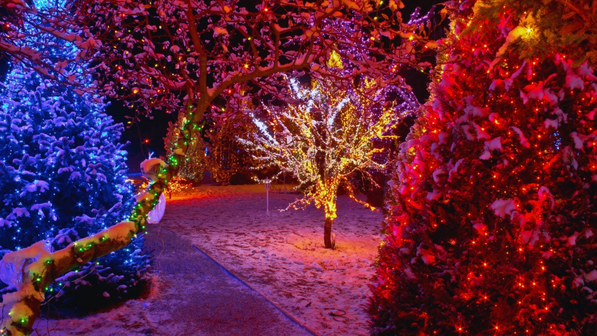 Colorful Christmas lights illuminate a park, creating a festive atmosphere during the holiday season.
