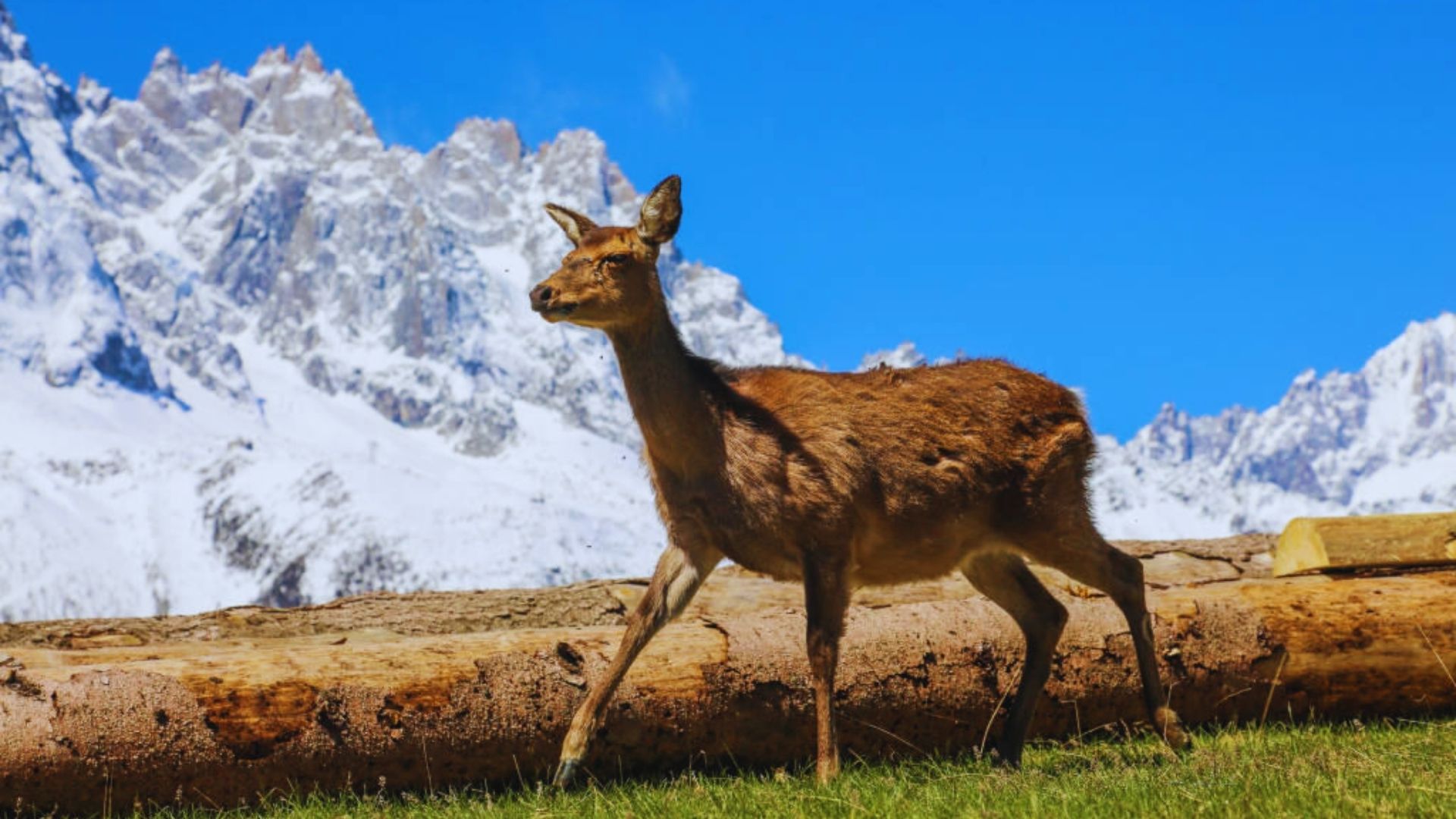 A deer stands gracefully in front of a majestic mountain range under a clear blue sky.