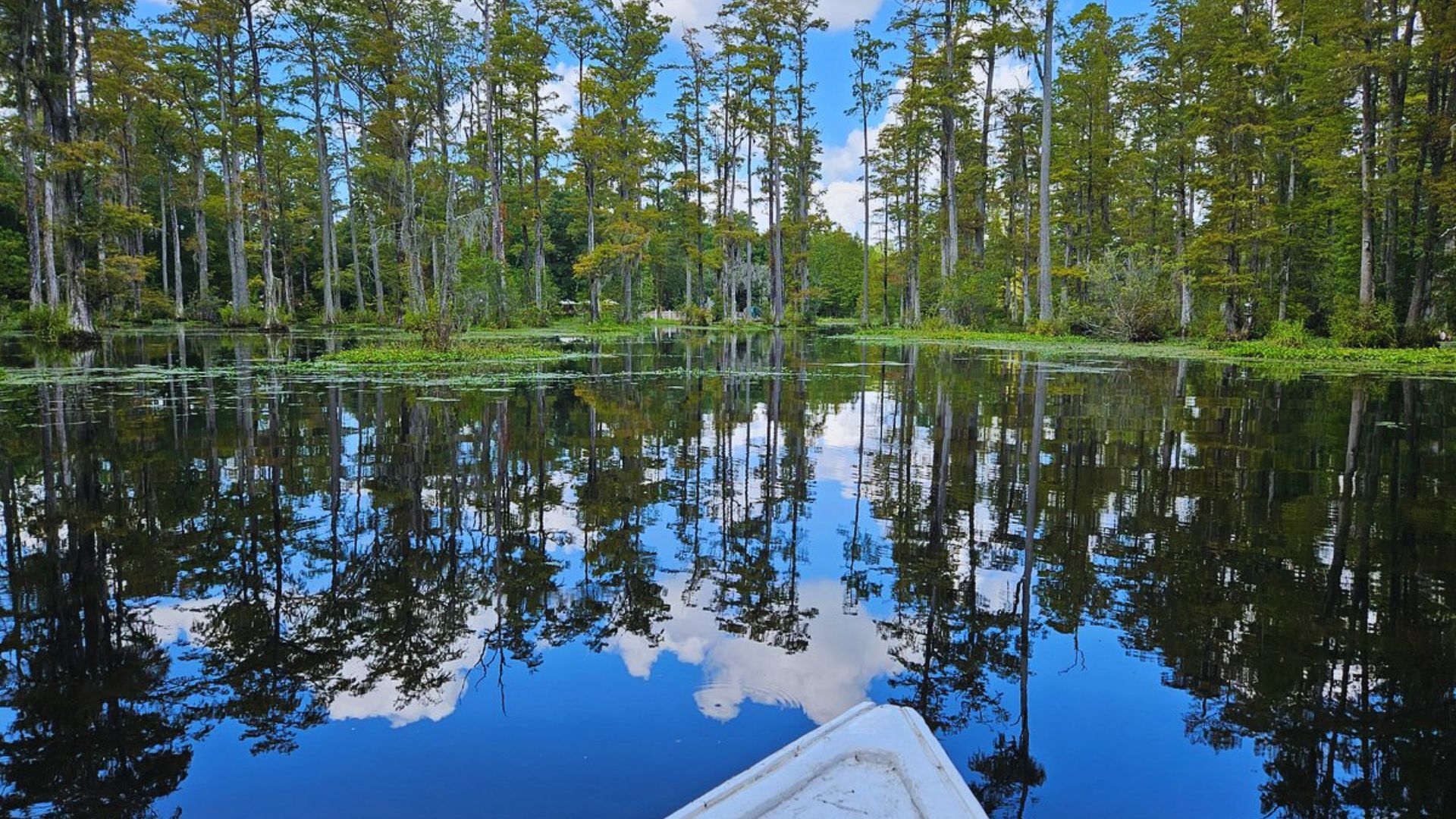 A canoe floats on the still water of a lush green swamp, surrounded by dense vegetation and reflections of trees.