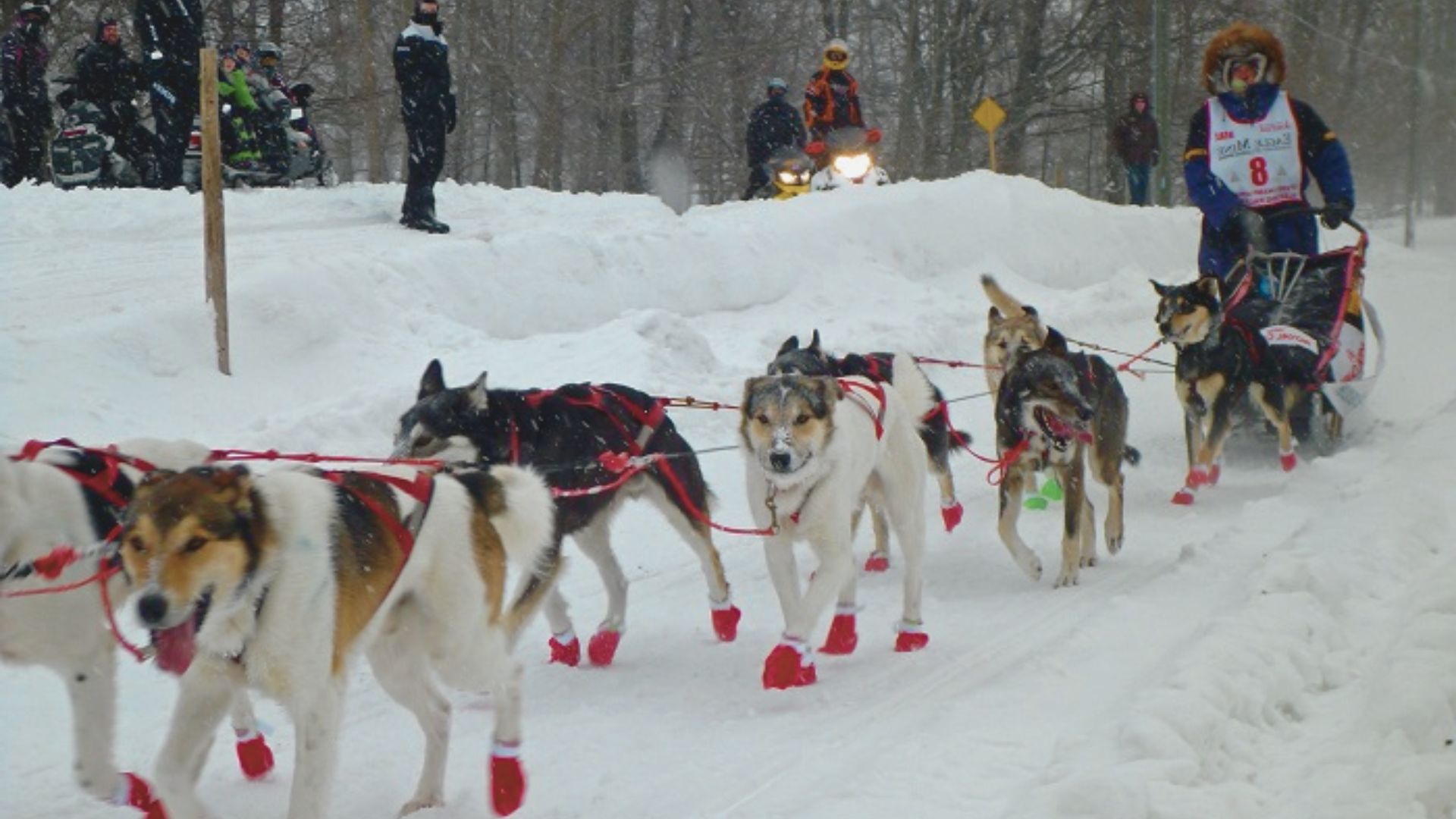 A team of sled dogs in red booties races through snowy woods, pulling a musher. Spectators watch, with a snowy, wintry ambience surrounding them.