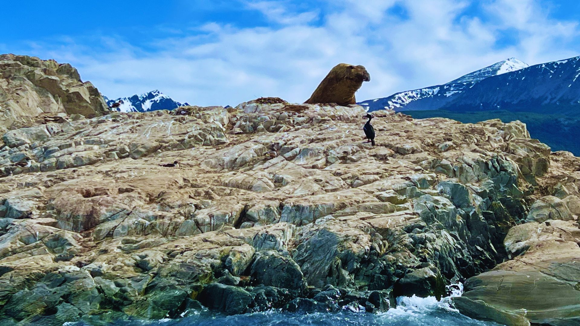 A large sea lion perched atop rugged, rocky terrain by the ocean, with a lone cormorant nearby. Snow-capped mountains and a bright blue sky fill the background.