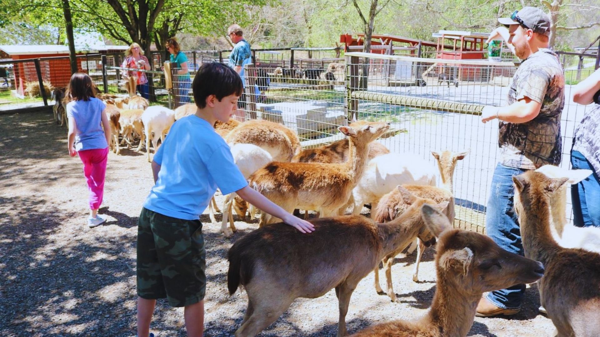 A group of children and adults are interacting with several deer in a sunlit petting zoo. The setting is lively and bright, with trees and a fence in the background.