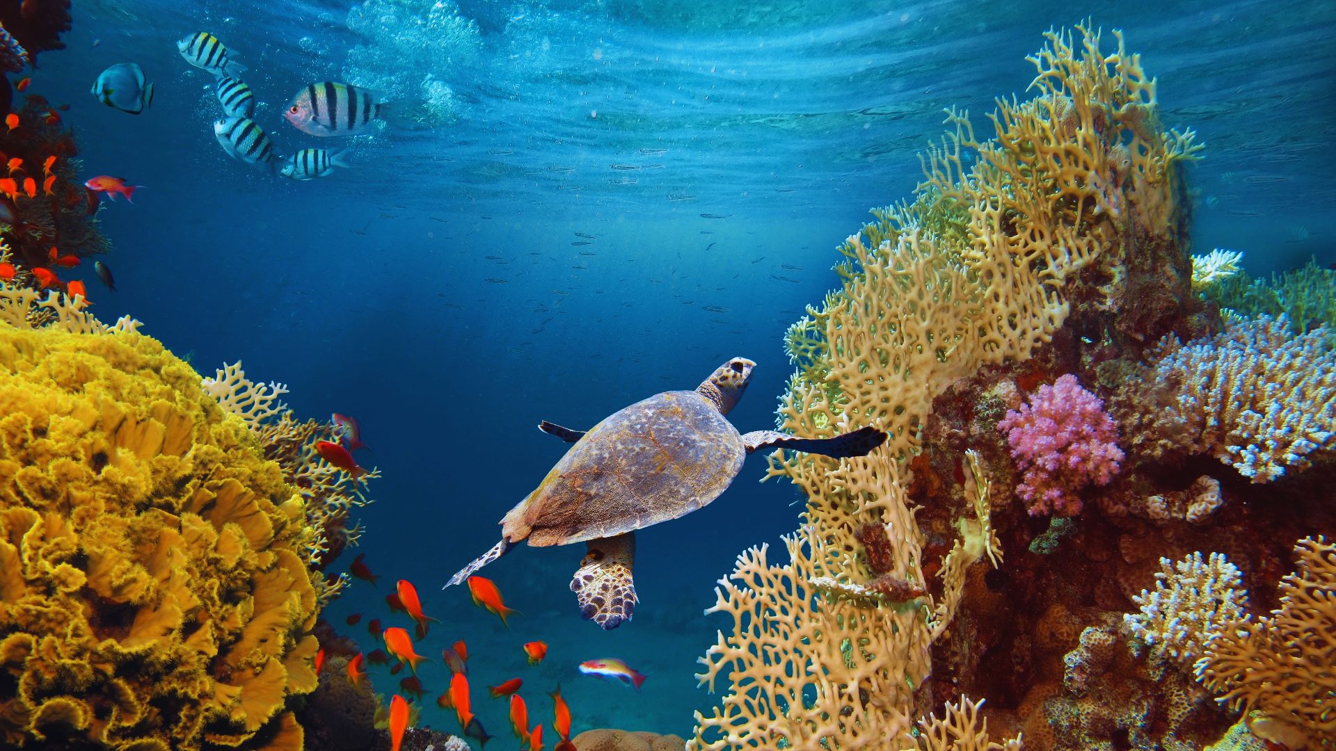 A turtle glides gracefully over a vibrant coral reef, surrounded by colorful fish swimming nearby.
